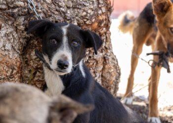 San Agustín Tlaxiaca impulsa jornada de esterilización y bienestar animal