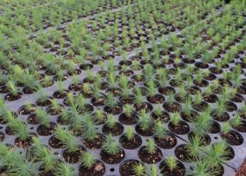 UPLAPH y Semarnath invitan a la ciudadanía a donar semillas de especies nativas para reforestar Hidalgo