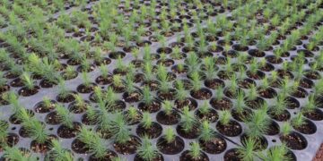 UPLAPH y Semarnath invitan a la ciudadanía a donar semillas de especies nativas para reforestar Hidalgo