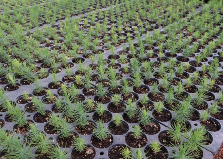 UPLAPH y Semarnath invitan a la ciudadanía a donar semillas de especies nativas para reforestar Hidalgo