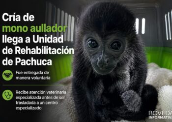 Cría de mono aullador llega a Unidad de Rehabilitación de Pachuca tras entrega voluntaria
