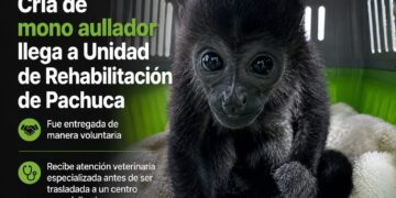 Cría de mono aullador llega a Unidad de Rehabilitación de Pachuca tras entrega voluntaria
