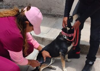 En Hidalgo se inmunizará a más de 202 mil perros y gatos