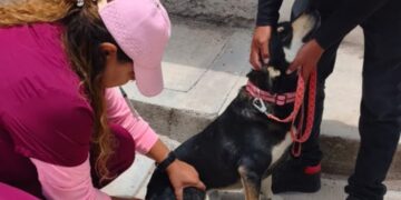En Hidalgo se inmunizará a más de 202 mil perros y gatos