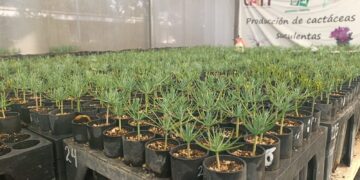 Selección genética mejora calidad del piñón en Hidalgo