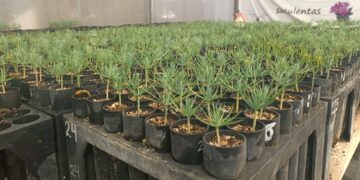 Selección genética mejora calidad del piñón en Hidalgo