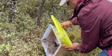 Pachuca fortalece la conservación de fauna con la liberación de 28 ejemplares