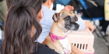 Lalo Medécigo encabeza jornada de esterilización animal